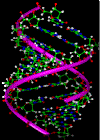 DNA